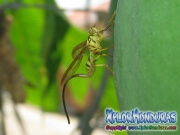 Mosca de la papaya Toxotrypana curvicauda