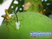 papaya fruit fly female and male Mosca de la papaya hembra y macho