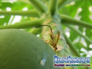 papaya fruit fly female Mosca de la papaya hembra