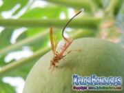 papaya fruit fly female toxotrypana curvicauda