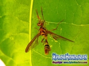 papaya fruit fly male Mosca de la papaya macho