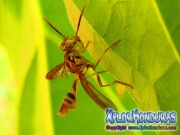 papaya fruit fly Male toxotrypana curvicauda