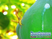 papaya fruit fly Mosca de la papaya