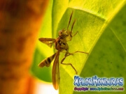toxotrypana curvicauda male mosca de la papaya macho