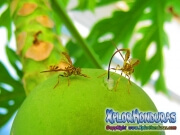 toxotrypana curvicauda mosca de la papaya hembra y macho