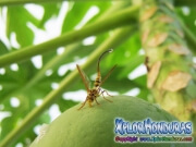 toxotrypana curvicauda mosca de la papaya hembra