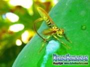 toxotrypana curvicauda mosca de la papaya macho y hembra