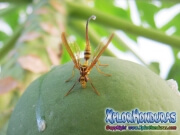 toxotrypana curvicauda mosca de la papaya