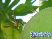 toxotrypana curvicauda papaya fruit fly female