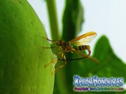 toxotrypana curvicauda papaya fruit fly female