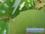 toxotrypana curvicauda papaya fruit fly