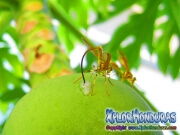 toxotrypana curvicauda papaya fruit fly male and female