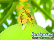 toxotrypana curvicauda papaya fruit fly