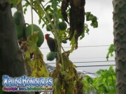 woodpecker pajaro picatroncos