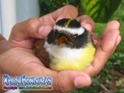Cristofue bird