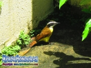 Cristofue pichon foto
