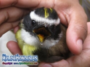Cristofue pichon