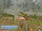 Great Kiskadee bird photo