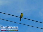 Great Kiskadee bird