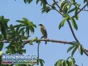 Great Kiskadee