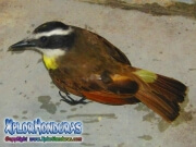Pajaro Cristofue quitupi