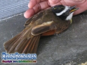 pajaro Cristofue