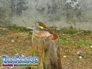 Pajaro Pecho Amarillo Cristofue