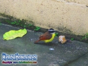 Pitangus sulphuratus comechile