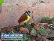 Pitogue Pitangus Sulphuratus