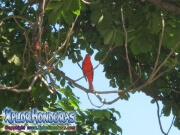 Red Tanager Bird