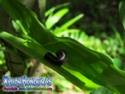 parque nacional pico bonito, rio cangrejal, naturaleza en parque nacional nombre de dios gusano extraño