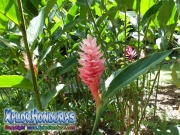 parque nacional pico bonito, rio cangrejal, naturaleza en parque nacional nombre de dios flor ginger rosada