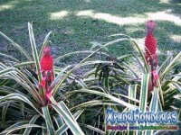 Historia del Jardin Botanico Lancetilla