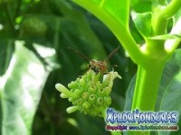 Avispa de Papel Mischocyttarus Mexicanus Video