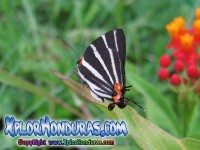 Fotos Mariposa Panthiades bathildis Zebra Cross streak