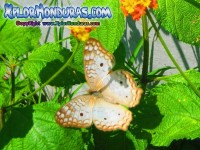 Fotos Mariposa Anartia Jatrophae White Peacock