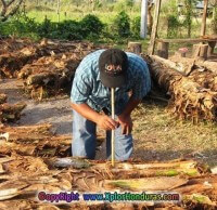 Vino de Coyol Olanchano