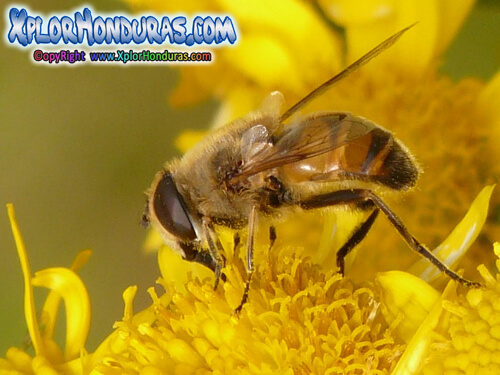 Abeja Athophila Honduras