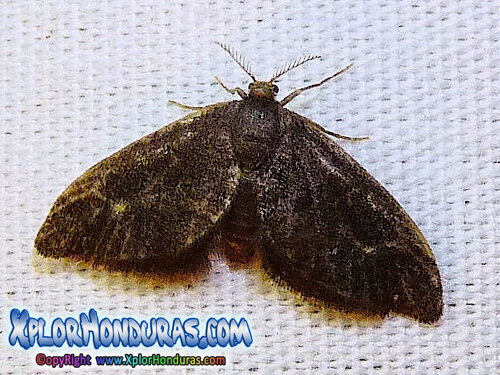 acharia stimulea mariposa nocturna moth Gusano Silla de montar