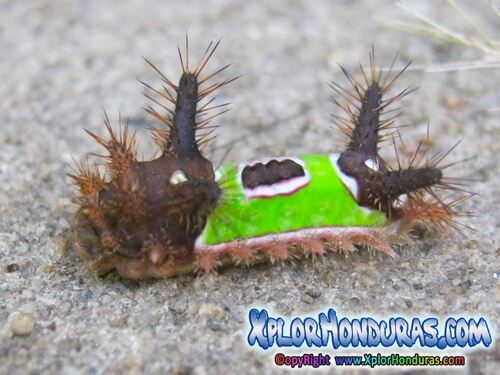 acharia stimulea mariposa nocturna saddleback catterpillar