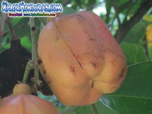 Ackee Blighia Sapida Seso Vegetal Verde