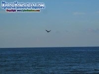 Adios Garcita Morena