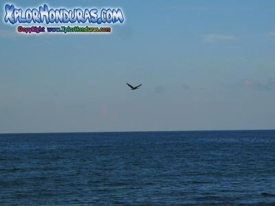 Adios Garcita Morena Canciones Folcloricas de Honduras