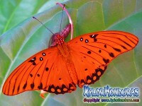 Mariposa de La Pasion Agraulis vanillae