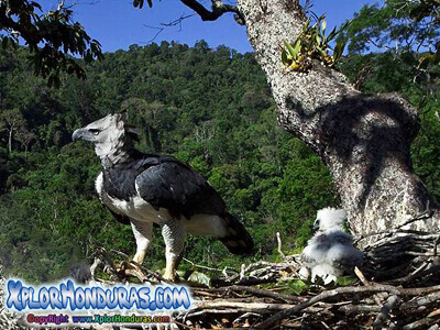 Aguila Harpia fauna honduras