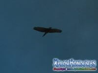 Aguilas Conquistadoras