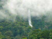 Al rumor de las selvas hondureñas