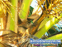 Fotos Amazilia Luciae Colibri Esmeralda Hondureño