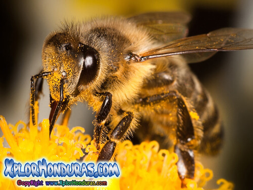 Abeja Athophila Honduras