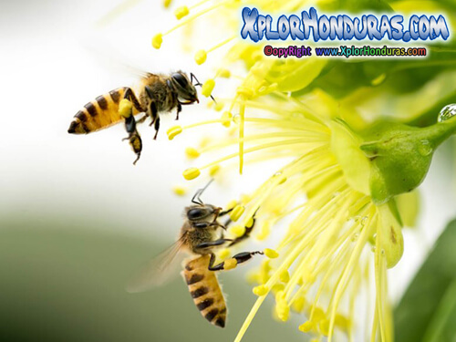 Abeja Athophila Honduras
